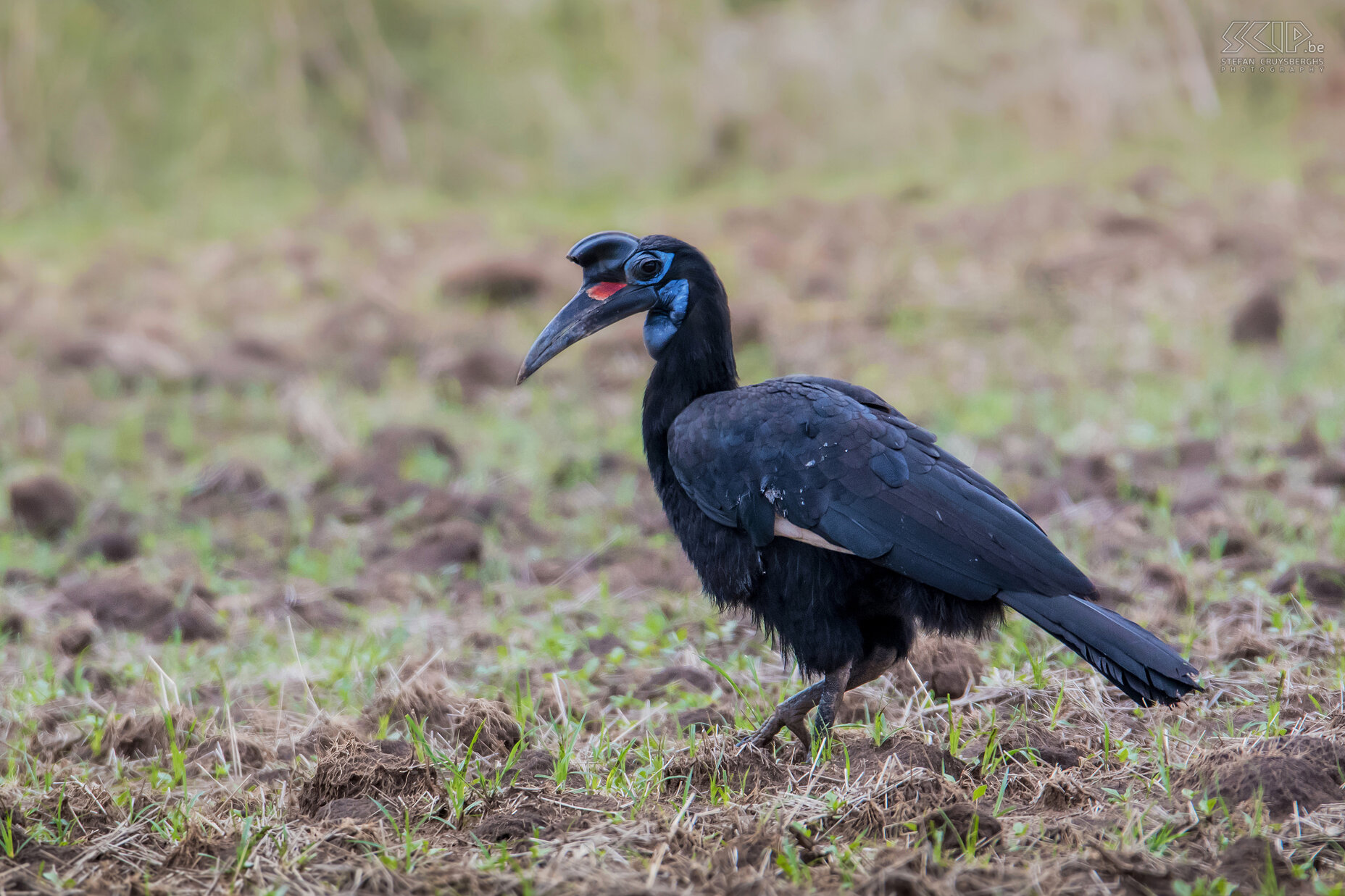 Abessijnse hoornraaf Nadat we in de hoofdstad Addis Abeba waren toegekomen, reden we verder naar het zuiden. Onderweg konden we de Noordelijke hoornraaf oftewel Abessijnse hoornraaf (Abyssinian ground-hornbill, Bucorvus abyssinicus) spotten.  Het zijn grote (100 cm en spanwijdte 185 cm) zwarte vogels die voornamelijk op de grond leven. Bij mannetjes is de keelzak overwegend rood en bij vrouwtjes is deze blauw. Ze voeden zich met insecten zoals sprinkhanen, hagedissen, slangen en kleine knaagdieren. Stefan Cruysberghs